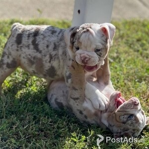 English Bulldog Puppies Available | PostAds PH