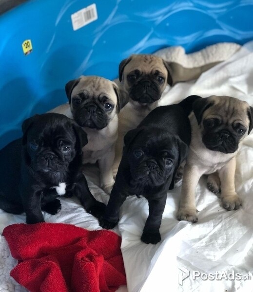 Healthy Pug Puppies
