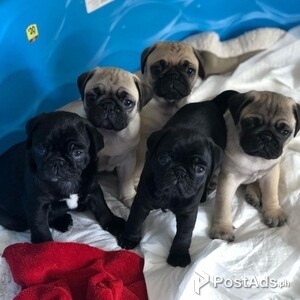 Healthy Pug Puppies | PostAds PH