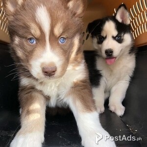 Siberian Huskies | PostAds PH