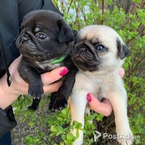 2 chunky baby pugs ready | PostAds PH