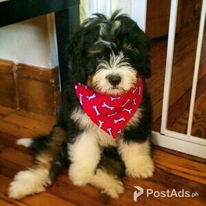 Berne doodle puppies | PostAds PH