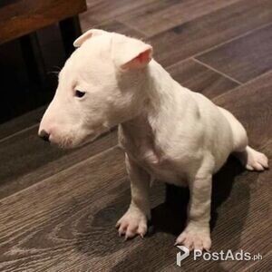 American Bulldog Puppies | PostAds PH