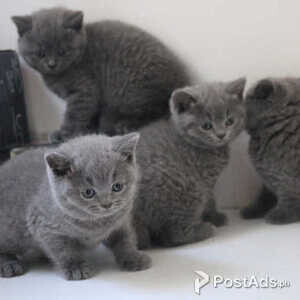 precious kittens for adoption | PostAds PH