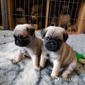 Pug puppies available now | PostAds PH
