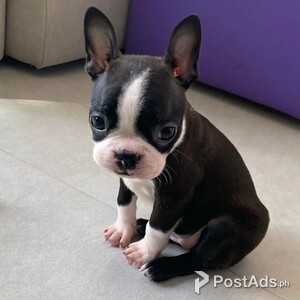 Boston Terrier puppies Available | PostAds PH