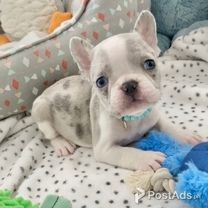 Cute French Bulldog Puppies | PostAds PH