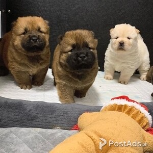 Chow Chow Pups Available | PostAds PH