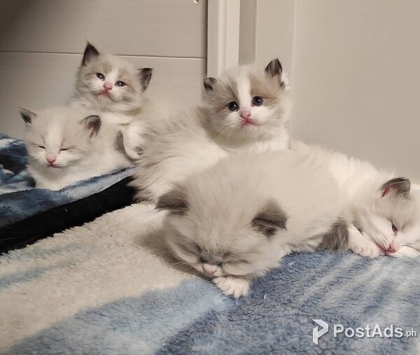 Ragdoll kittens
