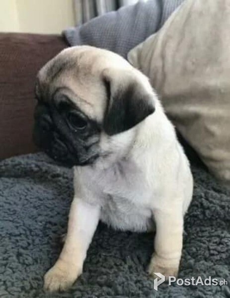 Ph - Male / Female Pug Puppies for sale in Philippines [DOGS] - (Pug)