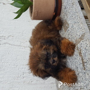 Female and Male Shih Tzu Puppy | PostAds PH