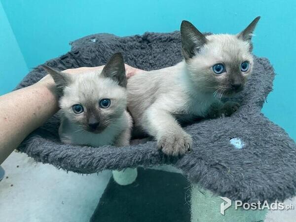 Tonkinese Kittens