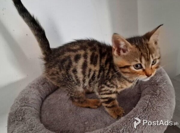 Bengal kittens Available
