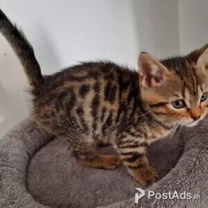 Bengal kittens Available | PostAds PH