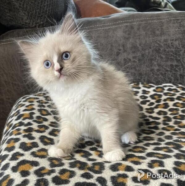 Ragdoll kittens