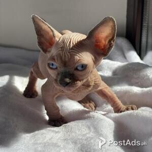 Sphynx babies available | PostAds PH
