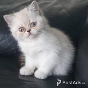 Persian Kittens Ready | PostAds PH