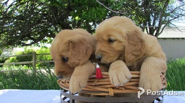 Red Golden Retriever Puppies