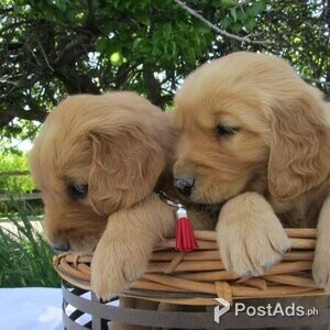 Red Golden Retriever Puppies | PostAds PH