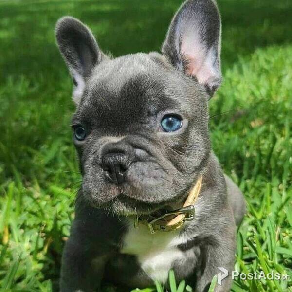 1 French bulldog puppies.1 girl left