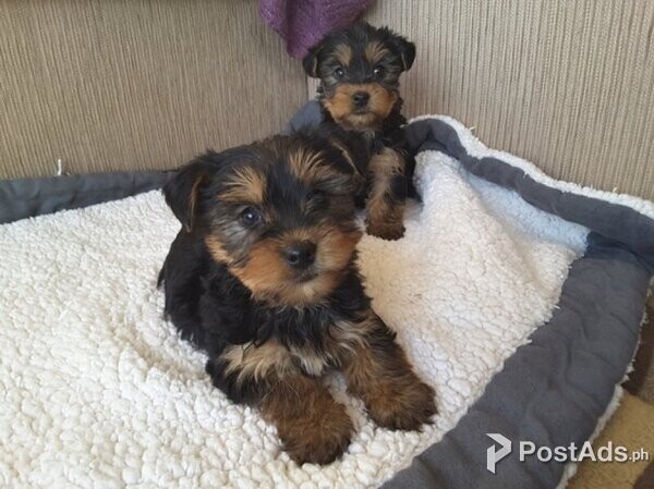 2 gorgeous yorkie pups