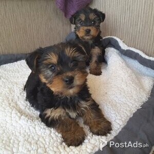 2 gorgeous yorkie pups | PostAds PH