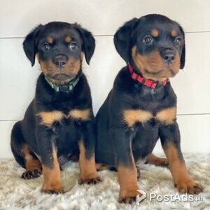 Top quality Rottweiler puppies | PostAds PH