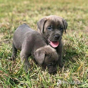 cane corso puppies | PostAds PH