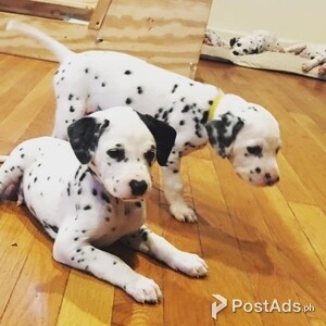 Healthy Dalmatian puppies | PostAds PH