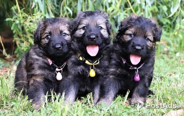 Friendly German Shepherds 