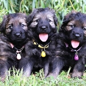 Friendly German Shepherds | PostAds PH