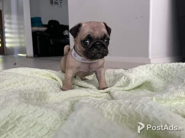 3 Beautiful Pug Puppies