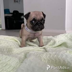 3 Beautiful Pug Puppies | PostAds PH