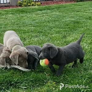 Choco Labrador retriever pups | PostAds PH