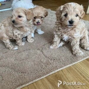 Maltipoo puppies | PostAds PH