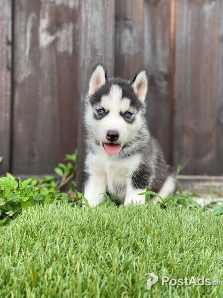 2 Stunning Siberian husky puppies ready to leave