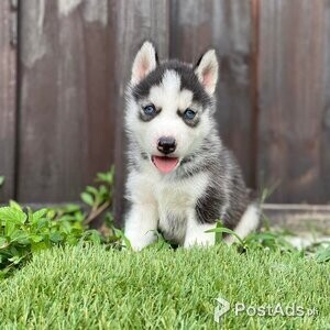 2 Stunning Siberian husky puppies ready to leave | PostAds PH