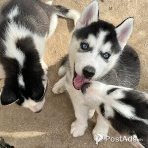 Lovely Siberian Husky Puppies | PostAds PH