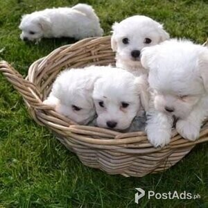 Tiny Maltese boy & girl ready | PostAds PH