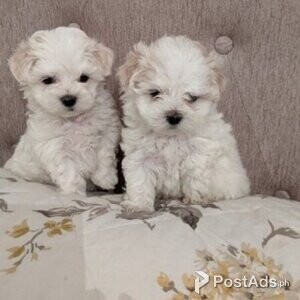 2 Kc Male Pedigree Maltese Puppies, No Tear Stain | PostAds PH