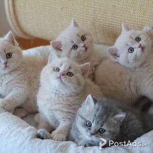 Blue Eyes British short Hair Kittens | PostAds PH