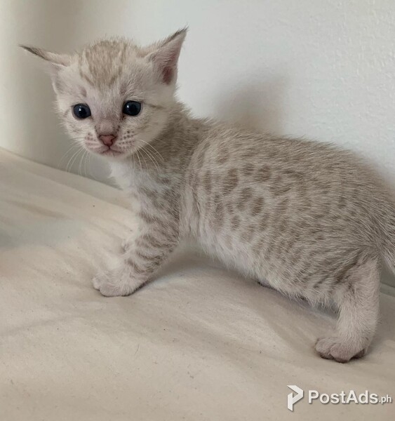 Cute Bengal Kittens 