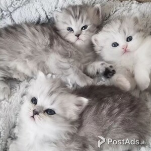 Persian Kittens | PostAds PH