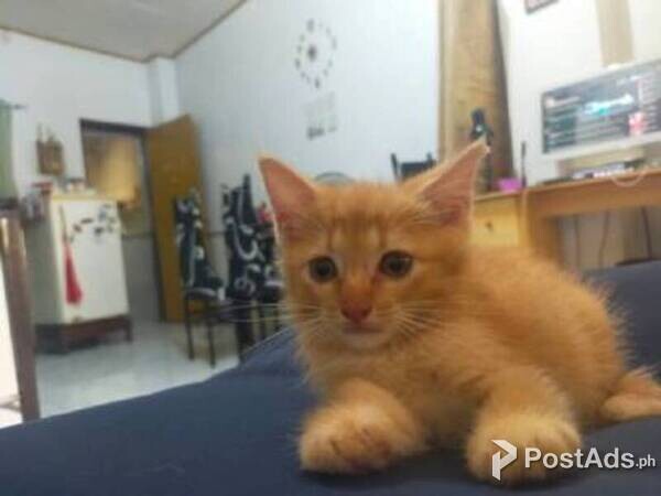 Persian Cat Bigbone