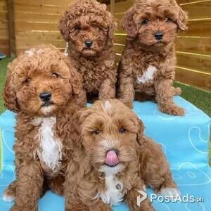 4 Adorable cavapoo puppies | PostAds PH