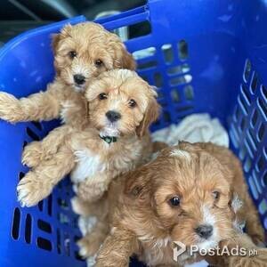 BEAUTIFUL HEALTH TESTED CAVAPOO PUPPIES | PostAds PH