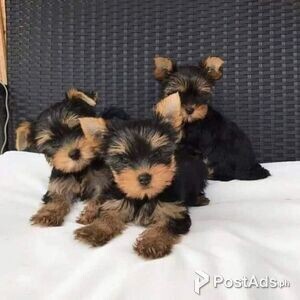 3 Yorkshire terrier puppies | PostAds PH