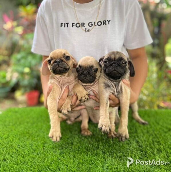 Quality PUG puppies Boys and girls Ready now