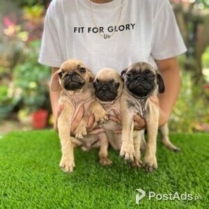 Quality PUG puppies Boys and girls Ready now | PostAds PH