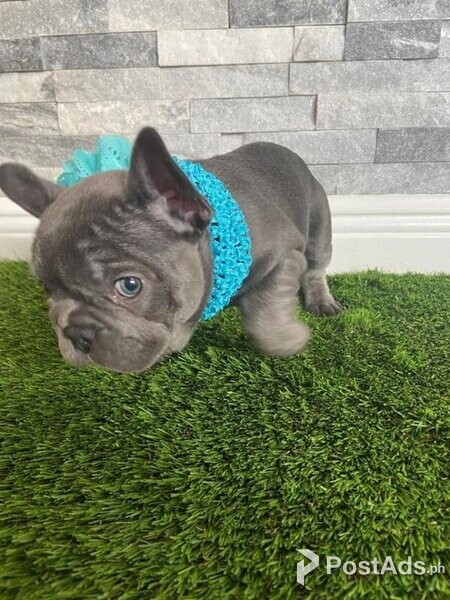 Amazing french bulldog puppies